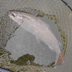 大安トラウトレイク 釣果